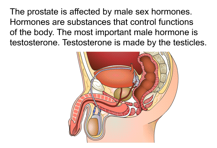 The prostate is affected by male sex hormones. Hormones are substances that control functions of the body. The most important male hormone is testosterone. Testosterone is made by the testicles.