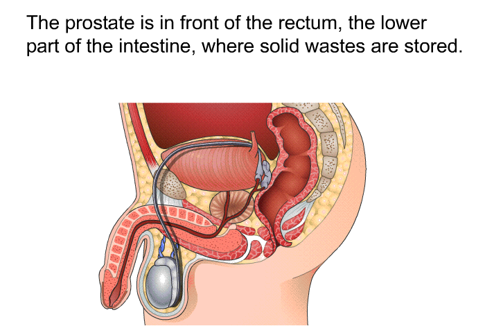 The prostate is in front of the rectum, the lower part of the intestine, where solid wastes are stored.