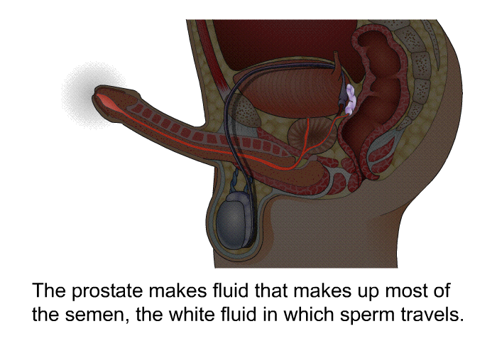 The prostate makes fluid that makes up most of the semen, the white fluid in which sperm travels.