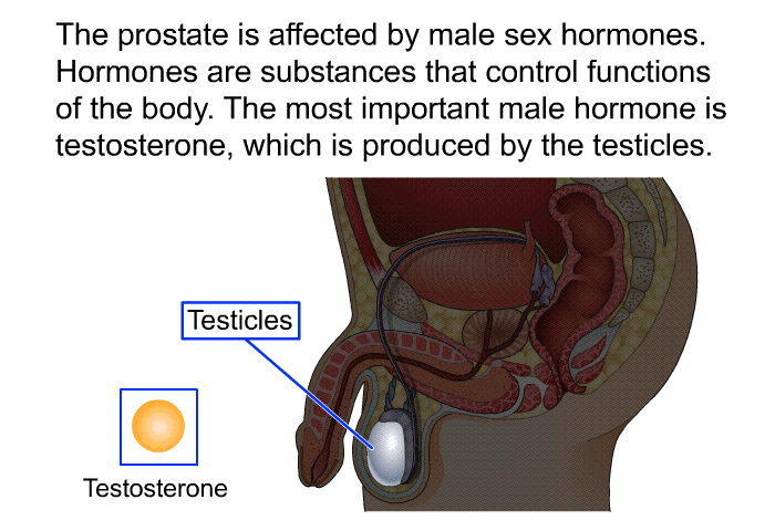 The prostate is affected by male sex hormones. Hormones are substances that control functions of the body. The most important male hormone is testosterone, which is produced by the testicles.