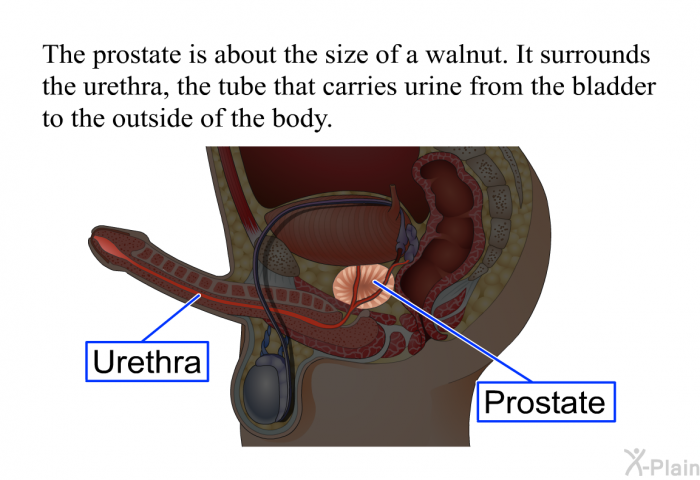 The prostate is about the size of a walnut. It surrounds the urethra, the tube that carries urine from the bladder to the outside of the body.