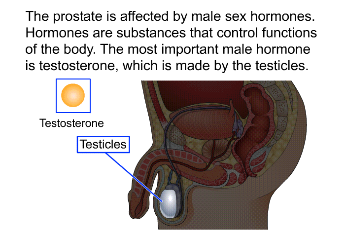 The prostate is affected by male sex hormones. Hormones are substances that control functions of the body. The most important male hormone is testosterone, which is made by the testicles.