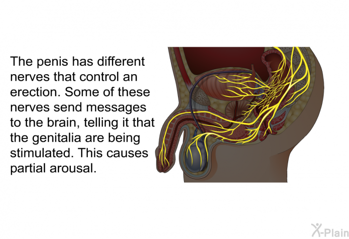 The penis has different nerves that control an erection. Some of these nerves send messages to the brain, telling it that the genitalia are being stimulated. This causes partial arousal.