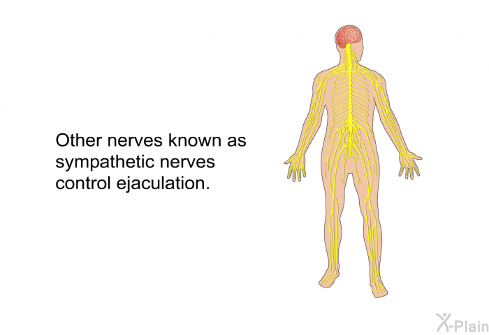 Other nerves known as sympathetic nerves control ejaculation.