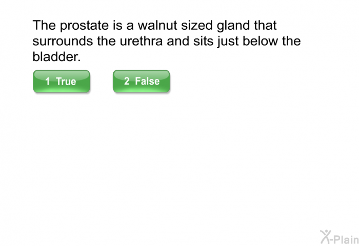 The prostate is a walnut sized gland that surrounds the urethra and sits just below the bladder.