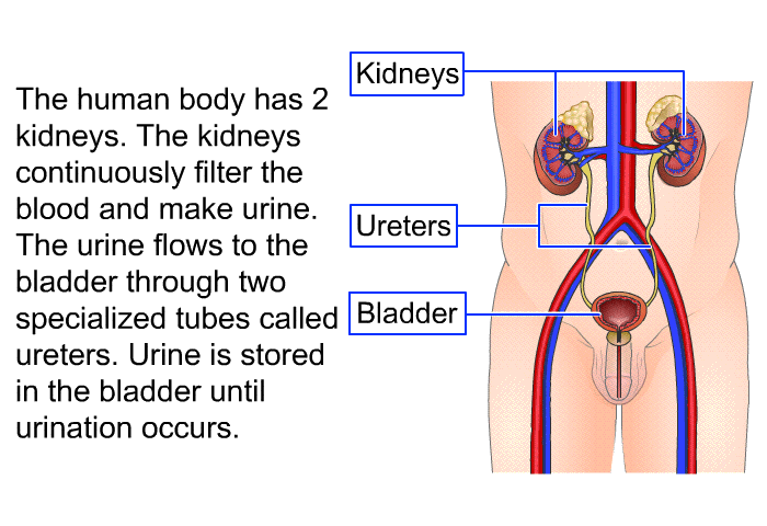 The human body has 2 kidneys. The kidneys continuously filter the blood and make urine. The urine flows to the bladder through two specialized tubes called ureters. Urine is stored in the bladder until urination occurs.