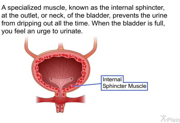 A specialized muscle, known as the internal sphincter, at the outlet, or neck, of the bladder, prevents the urine from dripping out all the time. When the bladder is full, you feel an urge to urinate.