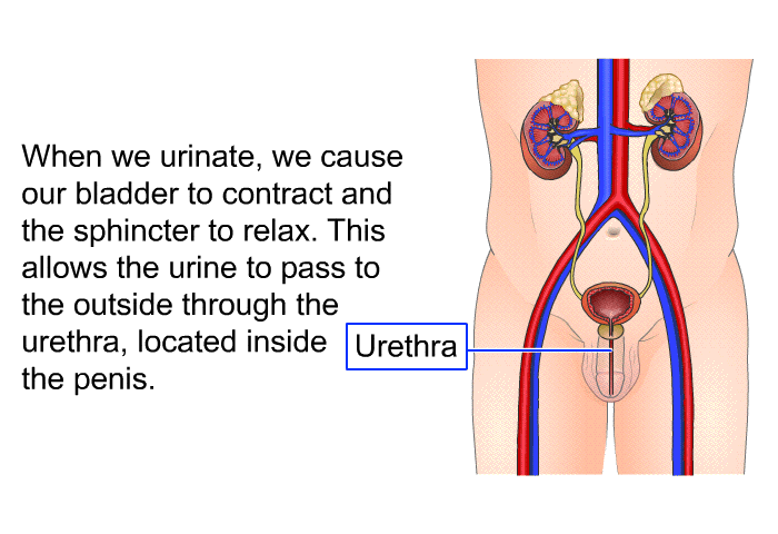 When we urinate, we cause our bladder to contract and the sphincter to relax. This allows the urine to pass to the outside through the urethra, located inside the penis.