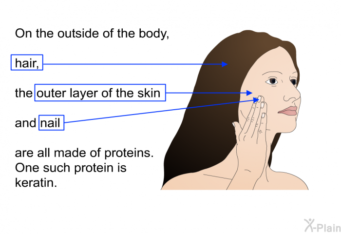 On the outside of the body, hair, the outer layer of the skin and nail are all made of proteins. One such protein is keratin.