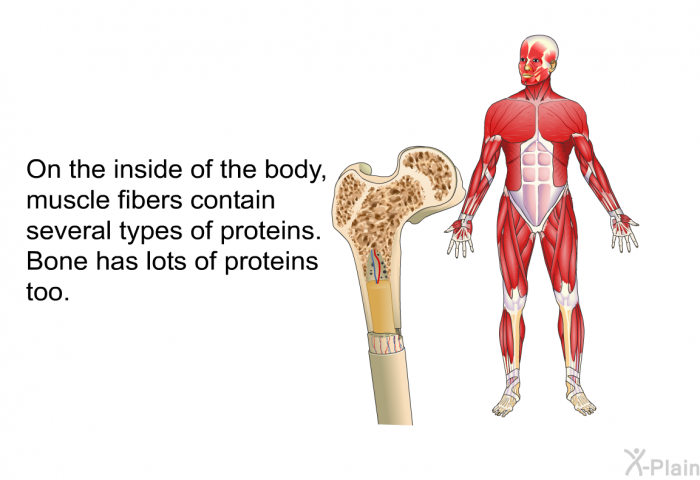 On the inside of the body, muscle fibers contain several types of proteins. Bone has lots of proteins too.