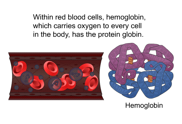 Within red blood cells, hemoglobin, which carries oxygen to every cell in the body, has the protein globin.