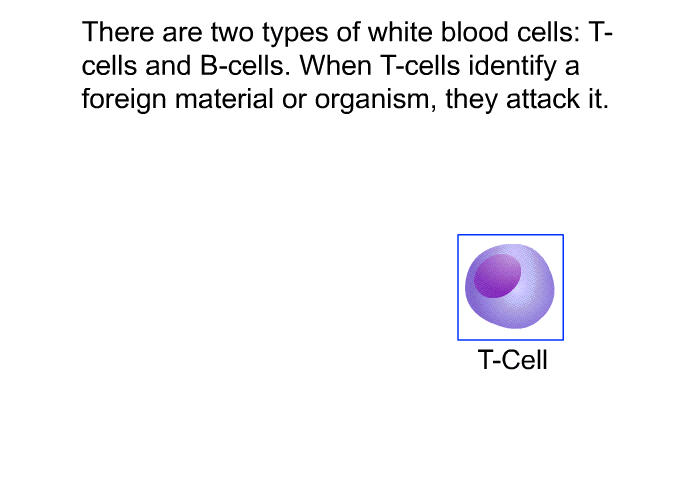 There are two types of white blood cells: T-cells and B-cells. When T-cells identify a foreign material or organism, they attack it.