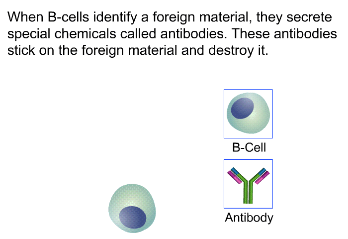 When B-cells identify a foreign material, they secrete special chemicals called antibodies. These antibodies stick on the foreign material and destroy it.