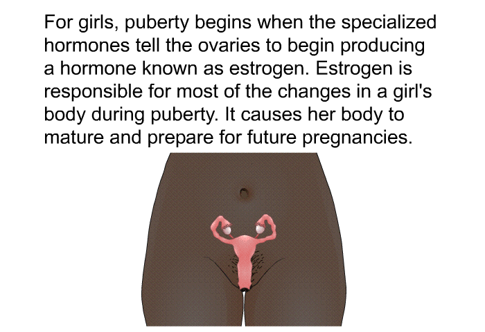 For girls, puberty begins when the specialized hormones tell the ovaries to begin producing a hormone known as estrogen. Estrogen is responsible for most of the changes in a girl's body during puberty. It causes her body to mature and prepare for future pregnancies.