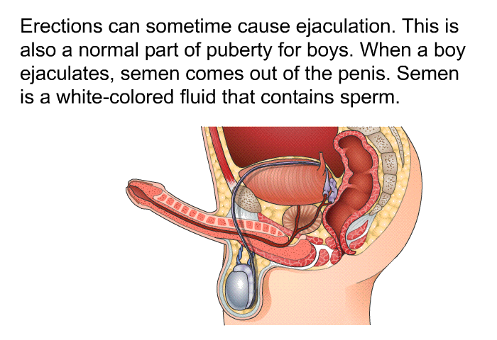 Erections can sometime cause ejaculation. This is also a normal part of puberty for boys. When a boy ejaculates, semen comes out of the penis. Semen is a white-colored fluid that contains sperm.