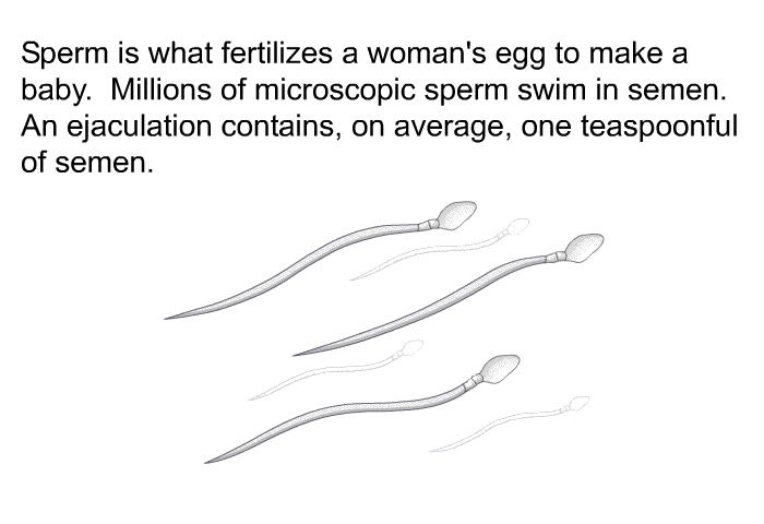 Sperm is what fertilizes a woman's egg to make a baby. Millions of microscopic sperm swim in semen. An ejaculation contains, on average, one teaspoonful of semen.