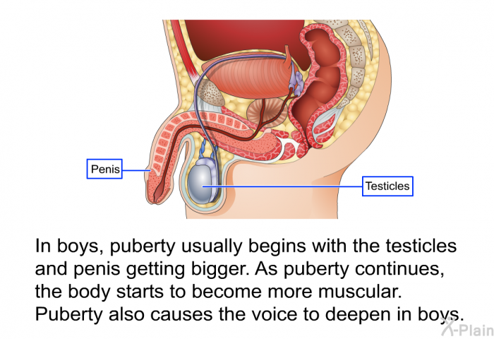 In boys, puberty usually begins with the testicles and penis getting bigger. As puberty continues, the body starts to become more muscular. Puberty also causes the voice to deepen in boys.