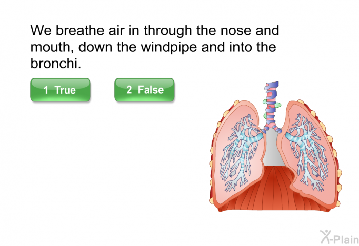 We breathe air in through the nose and mouth, down the windpipe and into the bronchi.