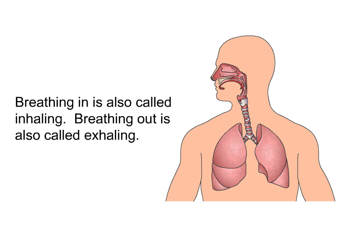 Breathing in is also called inhaling. Breathing out is also called exhaling.