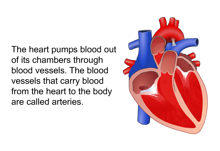 The heart pumps blood out of its chambers through blood vessels. The blood vessels that carry blood from the heart to the body are called arteries.