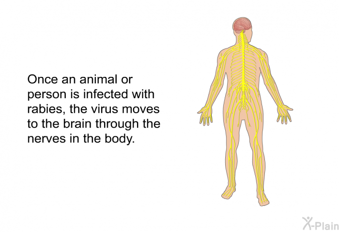 Once an animal or person is infected with rabies, the virus moves to the brain through the nerves in the body.