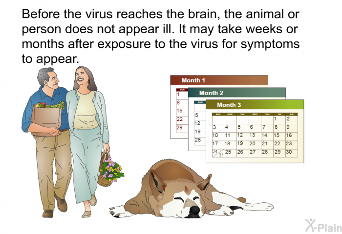 Before the virus reaches the brain, the animal or person does not appear ill. It may take weeks or months after exposure to the virus for symptoms to appear.