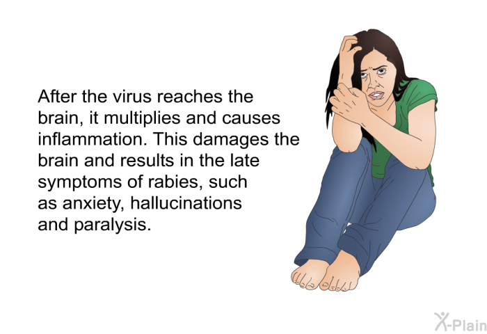 After the virus reaches the brain, it multiplies and causes inflammation. This damages the brain and results in the late symptoms of rabies, such as anxiety, hallucinations and paralysis.