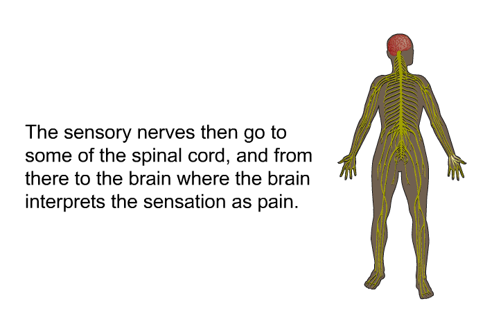 The sensory nerves then go to some of the spinal cord, and from there to the brain where the brain interprets the sensation as pain.