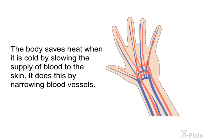The body saves heat when it is cold by slowing the supply of blood to the skin. It does this by narrowing blood vessels.