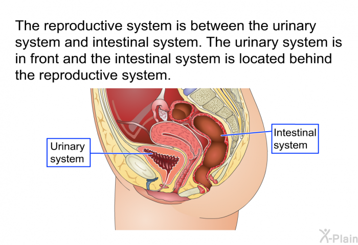 The reproductive system is between the urinary system and intestinal system. The urinary system is in front and the intestinal system is located behind the reproductive system.