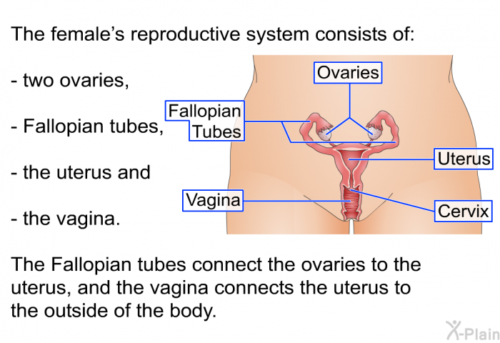 The female's reproductive system consists of two ovaries, fallopian tubes, the uterus and the vagina. The fallopian tubes connect the ovaries to the uterus, and the vagina connects the uterus to the outside of the body.