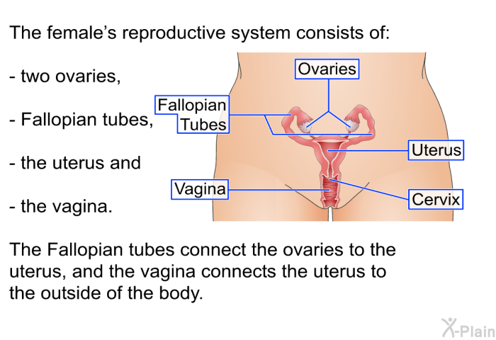 The female's reproductive system consists of two ovaries, fallopian tubes, the uterus and the vagina. The fallopian tubes connect the ovaries to the uterus, and the vagina connects the uterus to the outside of the body.