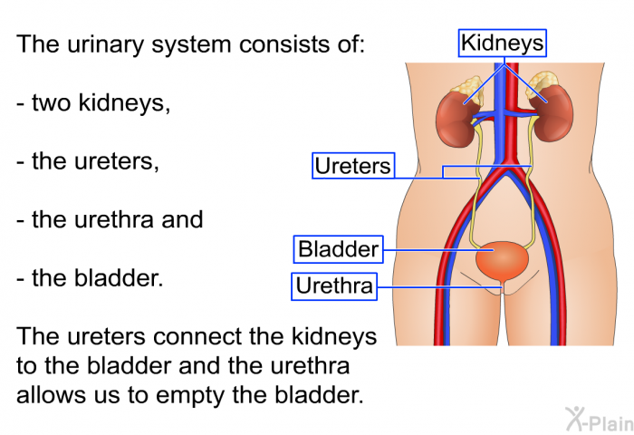The urinary system consists of two kidneys, the ureters, the urethra and the bladder. The ureters connect the kidneys to the bladder and the urethra allows us to empty the bladder.