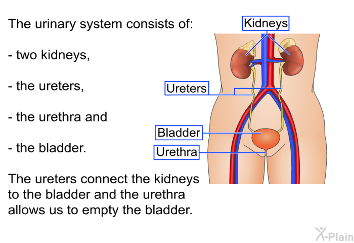 The urinary system consists of two kidneys, the ureters, the urethra and the bladder. The ureters connect the kidneys to the bladder and the urethra allows us to empty the bladder.