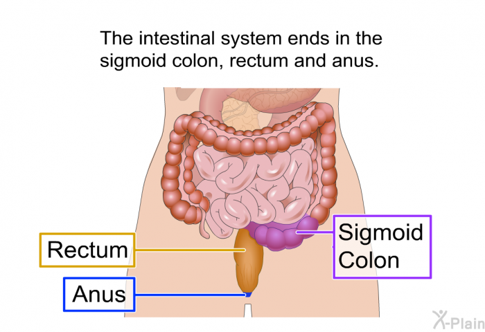 The intestinal system ends in the sigmoid colon, rectum and anus.