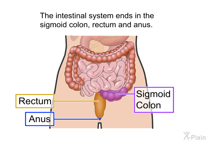 The intestinal system ends in the sigmoid colon, rectum and anus.