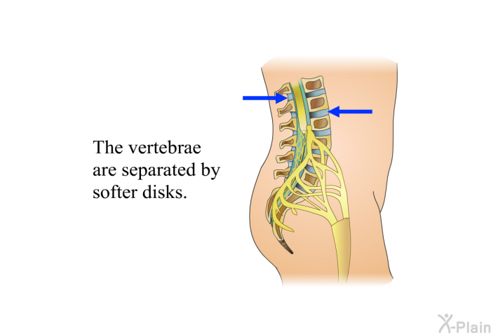 The vertebrae are separated by softer disks.