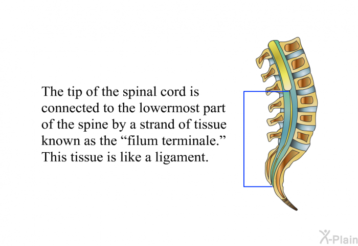 The tip of the spinal cord is connected to the lowermost part of the spine by a strand of tissue known as the “filum terminale.” This tissue is like a ligament.