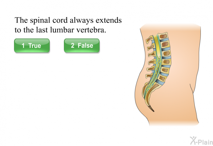 The spinal cord always extends to the last lumbar vertebra. Press True or False