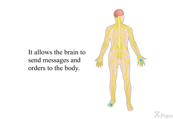 It allows the brain to send messages and orders to the body.