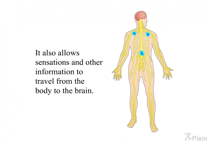 It also allows sensations and other information to travel from the body to the brain.