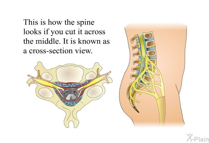 This is how the spine looks if you cut it across the middle. It is known as a cross-section view.