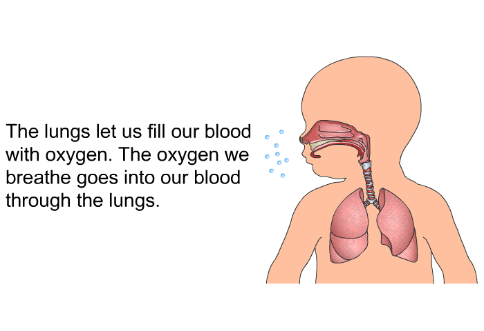 The lungs let us fill our blood with oxygen. The oxygen we breathe goes into our blood through the lungs.