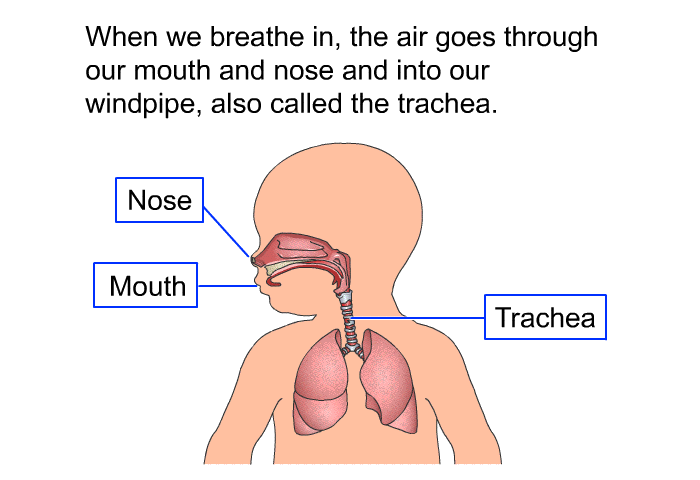 When we breathe in, the air goes through our mouth and nose and into our windpipe, also called the trachea.