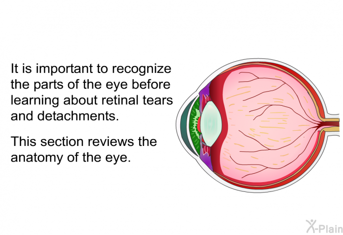 It is important to recognize the parts of the eye before learning about retinal tears and detachments. This section reviews the anatomy of the eye.