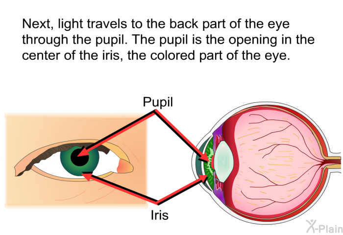 Next, light travels to the back part of the eye through the pupil. The pupil is the opening in the center of the iris, the colored part of the eye.