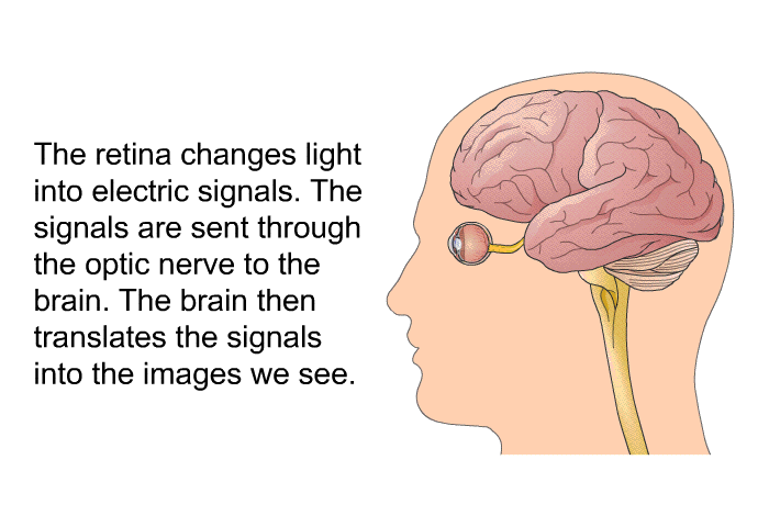 The retina changes light into electric signals. The signals are sent through the optic nerve to the brain. The brain translates the signals into the images we see.