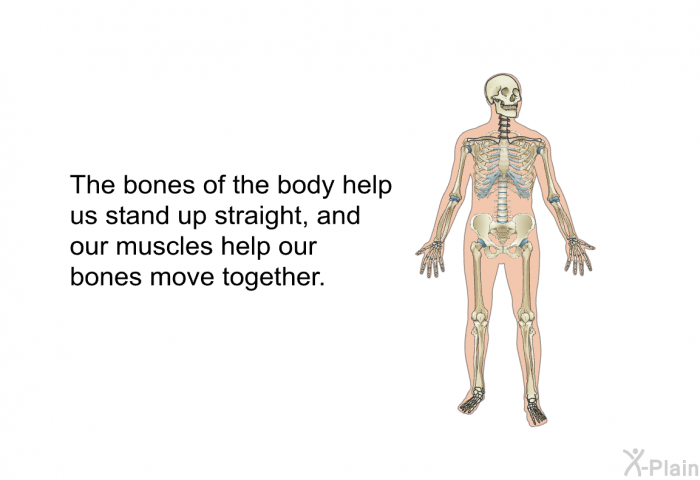 The bones of the body help us stand up straight and our muscles help our bones move together.