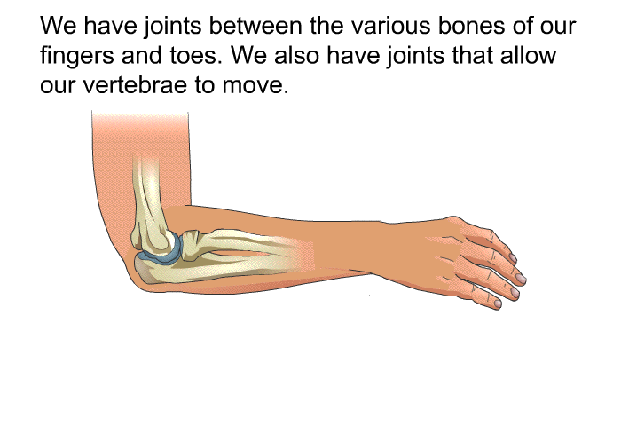 We have joints between the various bones of our fingers and toes. We also have joints that allow our vertebrae to move.