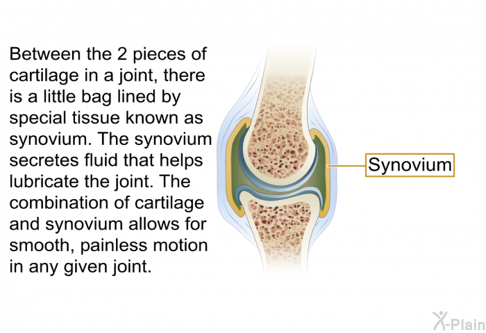 Between the 2 pieces of cartilage in a joint, there is a little bag lined by special tissue known as synovium. The synovium secretes fluid that helps lubricate the joint. The combination of cartilage and synovium allows for smooth, painless motion in any given joint.
